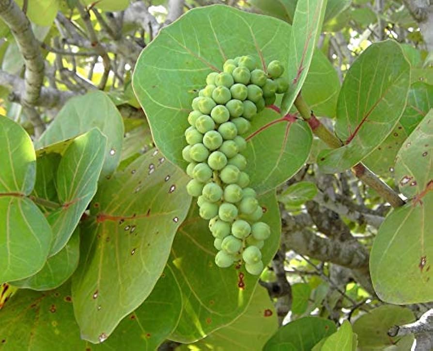 Rare seagrape seeds yielding coastal fruiting trees with large round leaves and clusters of purplish grape-like fruits